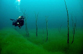 Underwater forest in lake Lygnstøylsvatnet, Norway. 
